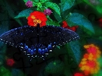 Motyl, Granatowy, Kwiaty