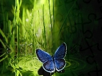 Motyl, Granatowy, Trawa