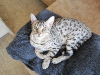Granatowy, Kot, Ocicat, Kocyk
