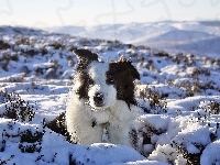 Śnieg, Border Collie Griff, Zima