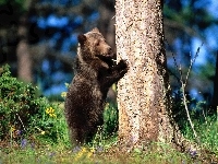 Drzewo, Grizzly, Krzewy