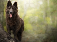 Pies, Owczarek belgijski groenendael