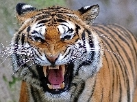 Tygrys, Groźny, Bengalski