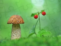 Poziomki, Grzyb, Koźlarz czerwony, Zbliżenie