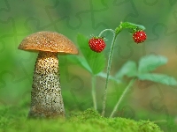 Poziomki, Koźlarz czerwony, Grzyb