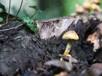 Bluszcz, Pień, Grzybek