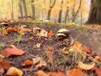 Grzybki, Park, Suche, Liście, Korzeń