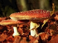 Muchomorki, Grzyby, Liście