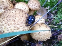 Trawa, Grzyby, Żuk