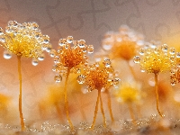 Rosa, Śluzowce, Żółte, Grzyby, Grafika AI, Krople