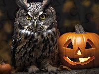 Dynie, Sowa, Puchacz, Halloween