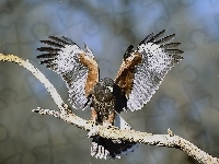 Hawk, Harris, Myszołowy