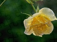 Róża, Herbaciana, Krople