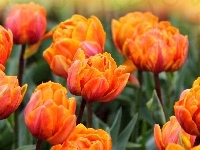 Herbaciane, Tulipany