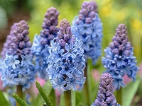 Hiacynty, Fioletowe, Niebieskie