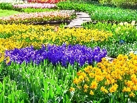 Hiacynty, Holandia, Tulipany, Żonkile, Park