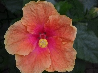 Hibiskus