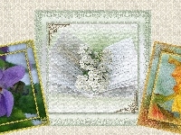 Kartki, Hibiskus, Krwawnik, Kwiaty, Grafika, Pocztówki, Fiołek