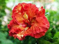 Hibiskus, Kwiat