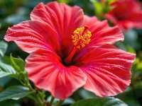 Czerwony, Hibiskus, Kwiat, Zbliżenie, Listki