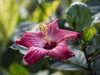 Hibiskus, Kwiat