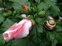 Ogrodowy, Hibiskus, Ślimak