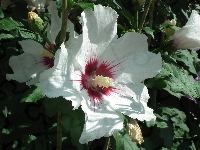 Hibiskus, Kwiat, Przyroda
