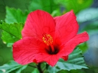 Hibiskus