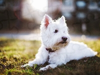 West Highland White Terrier, Obroża
