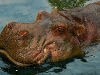 Hipopotam, Nozdrza