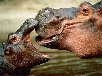 hipopotamek, Hipopotam