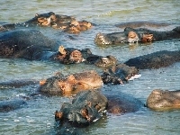 Hipopotamy, Woda