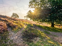 Park Narodowy Veluwezoom, Wschód słońca, Wrzosowisko, Holandia, Drzewo, Wzgórze, Prowincja Geldria