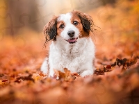 Pies, Kooikerhondje, Płochacz holenderski, Liście, Mordka