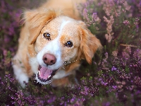 Pies, Kooikerhondje, Płochacz holenderski, Wrzosy, Mordka