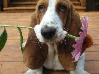 Basset Hound, Kwiatek