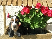 Basset Hound, Kwiatki