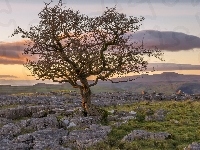 Hrabstwo North Yorkshire, Drzewo, Kamienie, Skały wapienne, Anglia, Park Narodowy Yorkshire Dales, Jesion