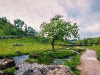 Hrabstwo North Yorkshire, Wzgórza, Drzewa, Park Narodowy Yorkshire Dales, Rzeka, Anglia, Droga, Łąka