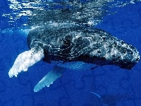 Humbak, Ocean
