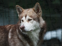 Husky
