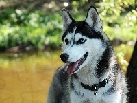 Drzewo, Husky, Park