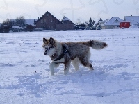 Husky, Śnieg