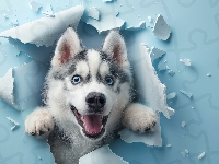Pies, Dziura, Siberian husky, Niebieska, Ściana