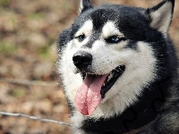 Siberian Husky, Język