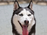 Siberian Husky, Język