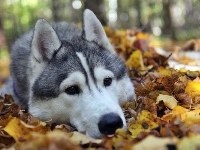 Siberian Husky, Liście