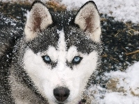 Siberian Husky, Śnieg