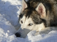 Siberian Husky, Śnieg