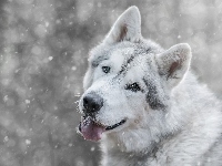 Siberian Husky, Śnieg